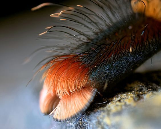 spider leg - Paws, Spider, The photo, Macro photography