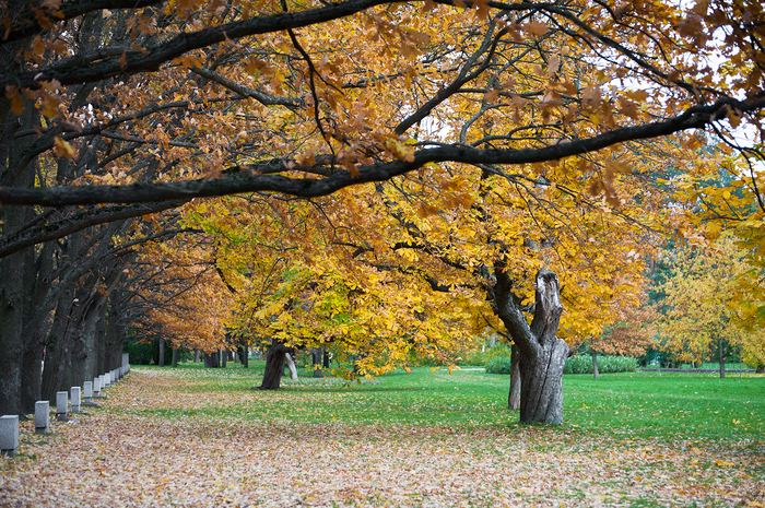 Autumn - My, Saint Petersburg, Victory park, The photo, Autumn, Nikon