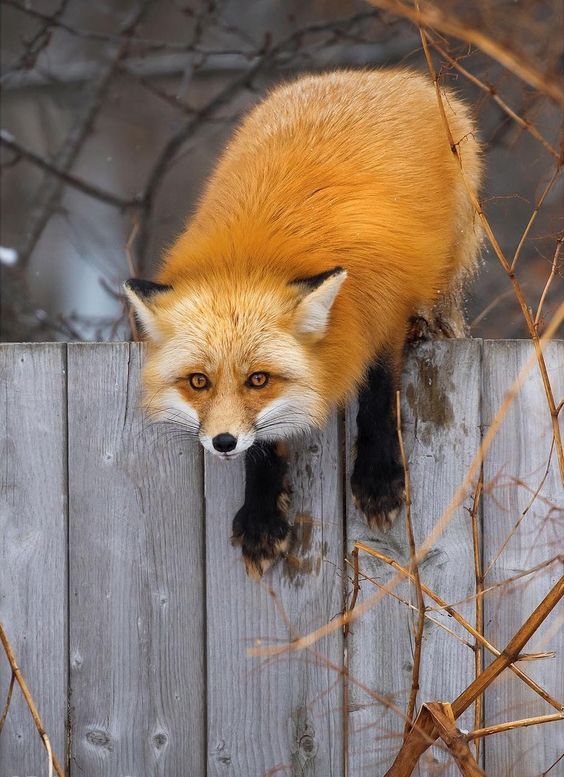 When caught escaping ^.^ - Fox, Paws, Fyr, Milota, Animals