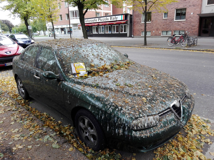 Worst car in Sweden - Car, Birds, Feces, Sweden, Litter, Longpost