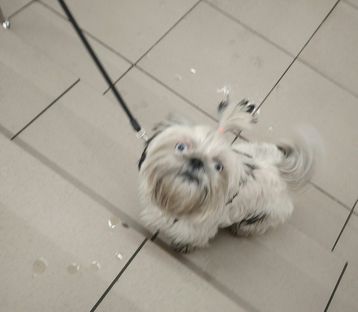 Fluffy miracle in the supermarket) - My, Dog, Photo on sneaker, Milota