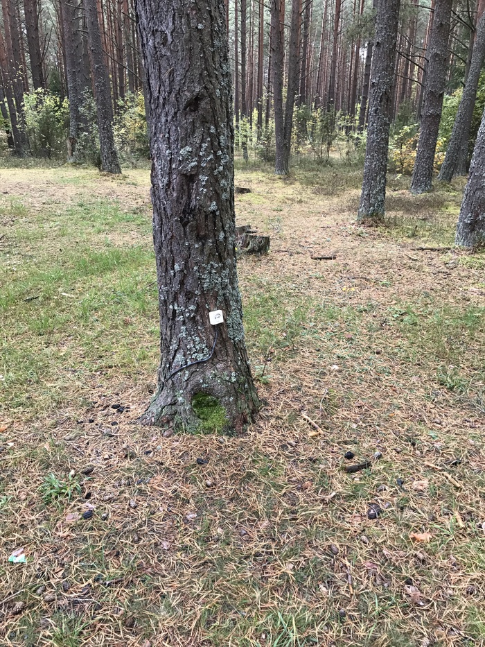 Forest electrification - My, Forest, Electricity, Tree, Power socket