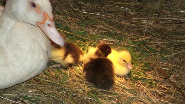 Musk ducks - My, Musk ducks, Ducklings, Pets, Birds, Longpost