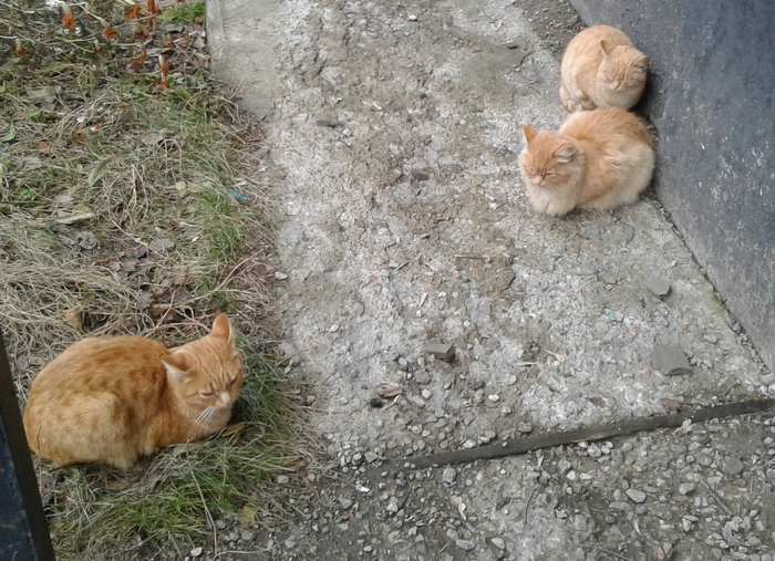 Three cats - three tails - My, cat, 