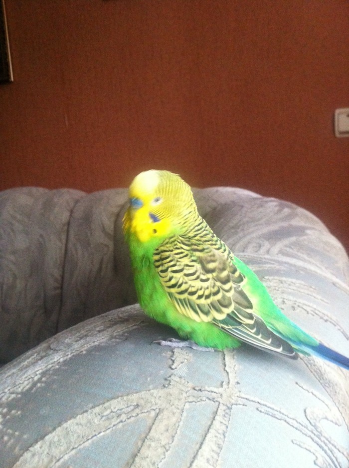 Bloated belly of a parrot - , Ornithology League, A parrot, Budgies, Veterinary help