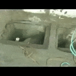 The rescue - GIF, Animal Rescue, Baby elephant, Animals, The rescue