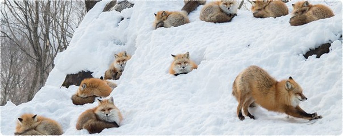 Стая лисов. Стая лисиц. Лисы зимой. Много лисиц. Стая Лис зимой.
