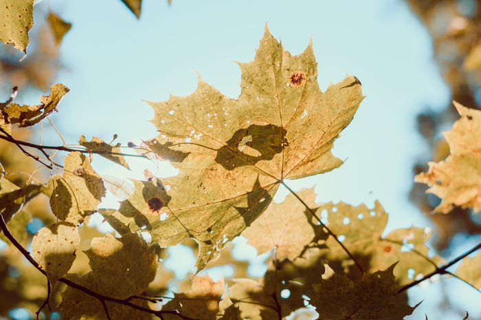 maple autumn - My, The photo, Nikon, Nature, Moscow, Terletsky Park, Maple, Autumn