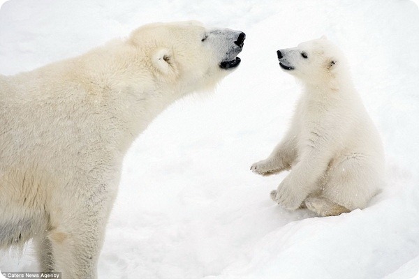 How much fun a bear cub can have with his big mother polar bear) - Bear, Polar bear, The park, Finland, Longpost, The Bears