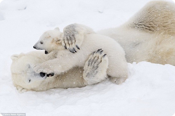 How much fun a bear cub can have with his big mother polar bear) - Bear, Polar bear, The park, Finland, Longpost, The Bears