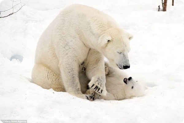 How much fun a bear cub can have with his big mother polar bear) - Bear, Polar bear, The park, Finland, Longpost, The Bears