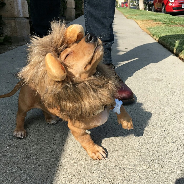 He looks great in his new Halloween costume. - Dachshund, Simba, Dog, The lion king, Costume