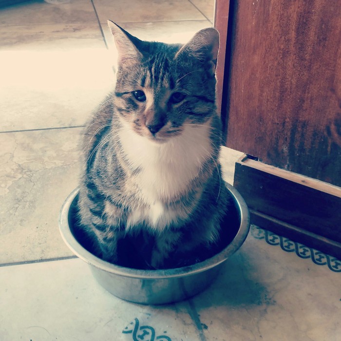 blind cat - cat, The blind, A bowl