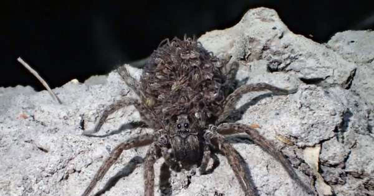 Spider island. Арагог паук Австралия. Австралийский воронковый паук-Тарантул. Паук-волк Арагог. Австралийский Белохвостый паук.
