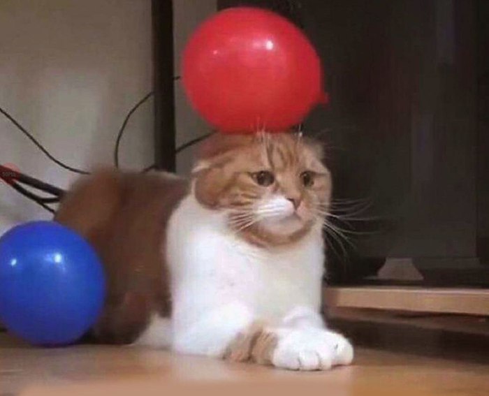 When you're depressed, but that's no reason to cancel the party... - cat, Humor, Smile, Laugh, Joke, Memes, Not cats, AliExpress