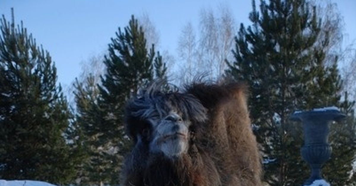 верблюд в декабре новосибирск. верблюд новосибирск. верблюжонок в ялтинском зоопарке 2008. верблюд новосибирск. верблюд в новосибирском зоопарке.