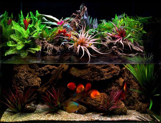 Aquaterrarium with discus (the first time I see this) - Aquaterrarium, Paludarium, Discus