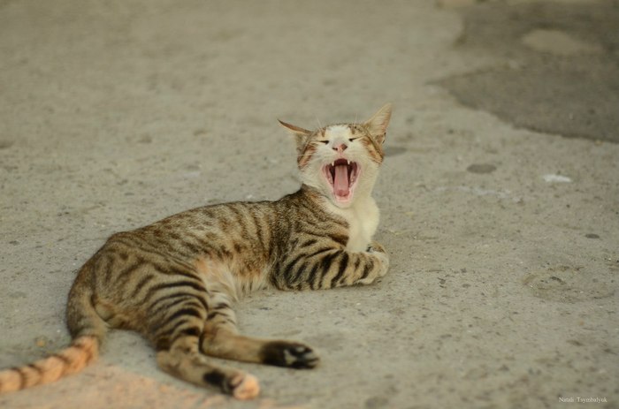 Big mouth! - My, Yawns, cat, Catomafia, Mustachioed - Striped, Pussy, Yawn, To fall, 