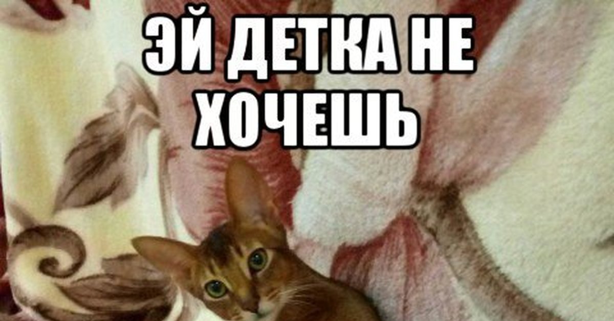 Бубенцы кота. Мем Бубенцы кот. Кошачьи бубенчики мемы. Бубенчики кот прикол.