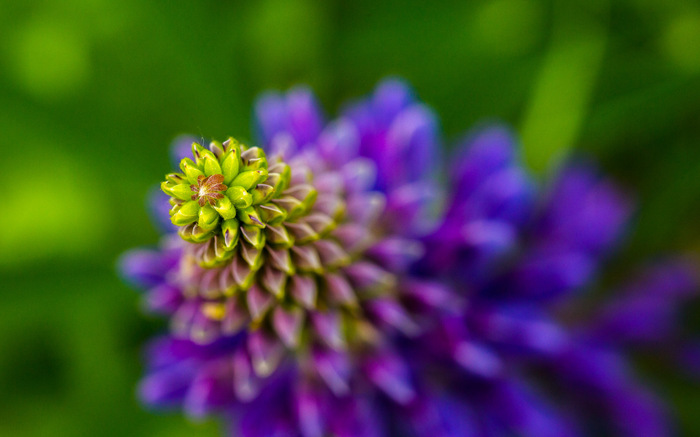 blue lupine - My, Macro photography, Flowers, Lupine, Closeup, Canon