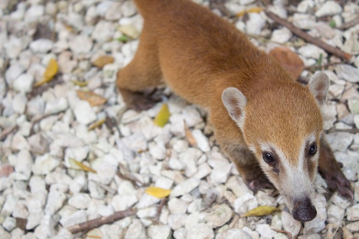 Nosoha cub - My, Animals, , The photo, Noses