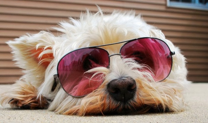 Dog in sunglasses - Joke, Animals, Humor