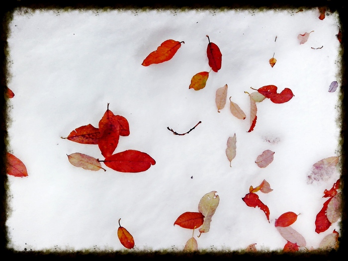 What you see depends on how you look. - My, Leaves, Snow, Muzzle
