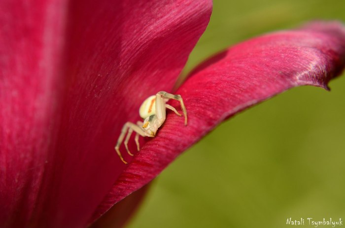 Insects - My, Macro, Macro photography, The photo, Insects, Snail, Dragonfly, Spider, 18+, Longpost