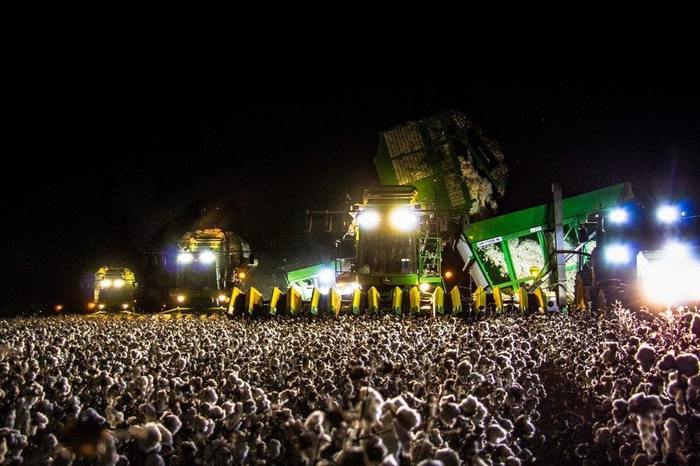 Сборка хлопка ночью выглядит как огромная толпа на концерте