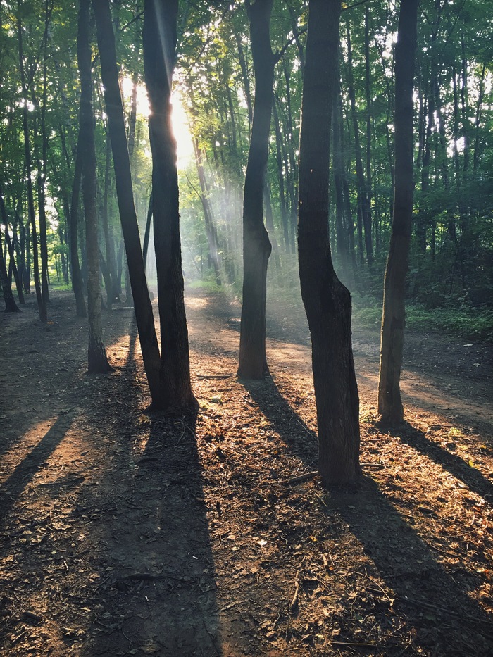 Natural - My, Nature, Forest, , Pond, Longpost, Beams