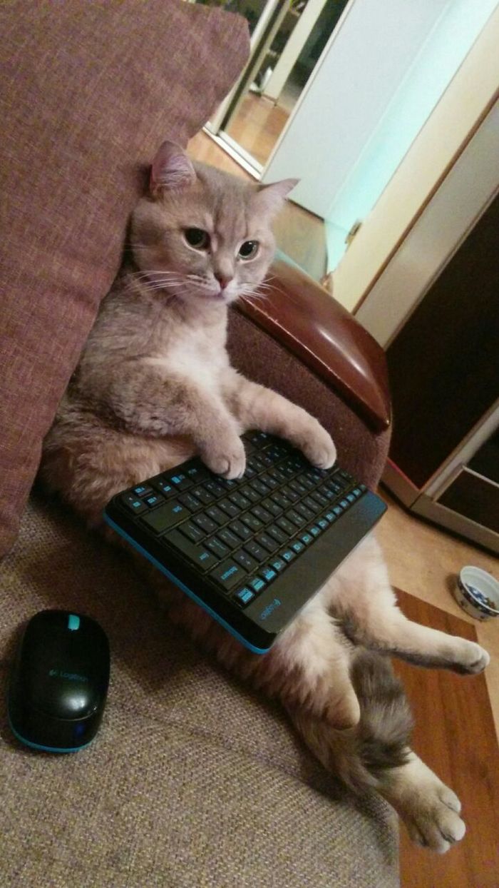 I can't type! I have paws! - cat, Sky, Paws, Keyboard, I can not, My, Logitech
