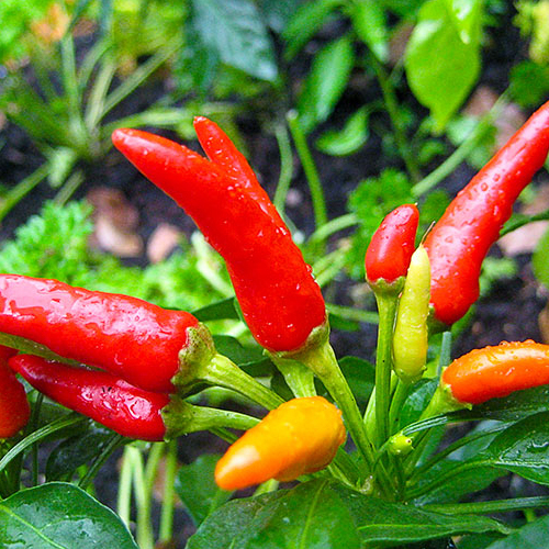 We grow Numex Suave Orange, Aji Melocoton and Tabasco. - My, Pepper, , , Tabasco, Longpost