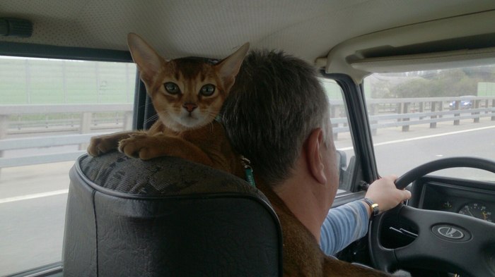 To the dacha - Summer residents, Driver, Car, Drive, cat