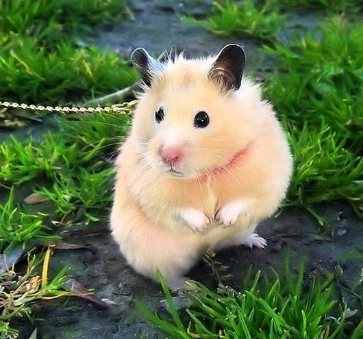 Hamster - My, Hamster, 