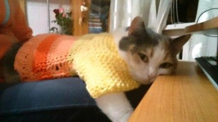 You'd be better off drinking - My, cat, , Rukozhop, Needlework, Knitting