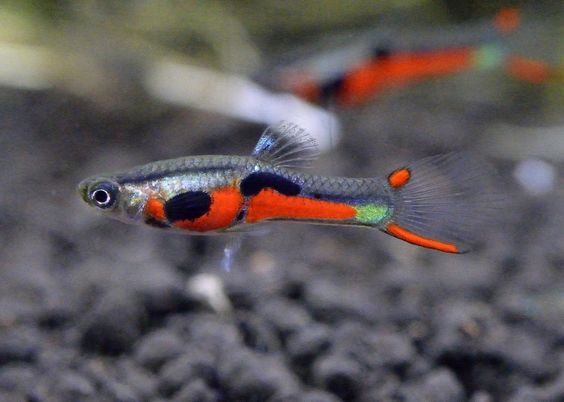 Гуппи Эндлера