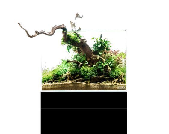 Наник с коряжкой