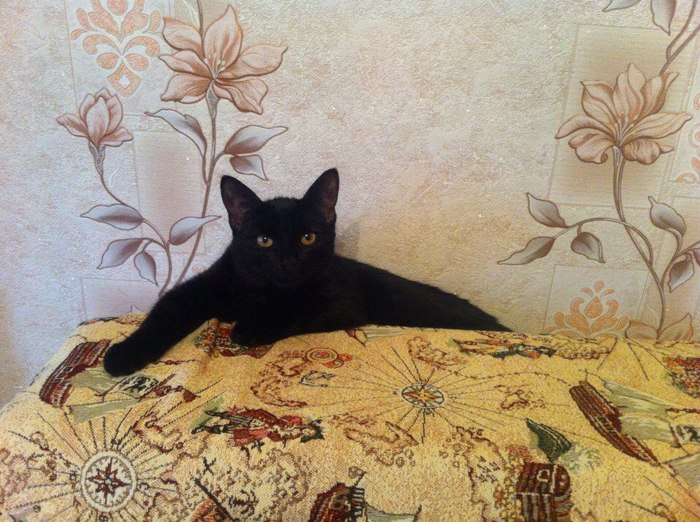 When things go from bad to worse, but you are a cat, and should always be beautiful. - My, cat, Catomafia, , Black cat, Images