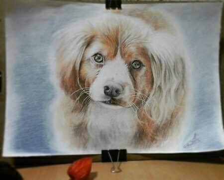 My work) Colored pencils - My, Drawing, Dog, Images, The photo, beauty, Art