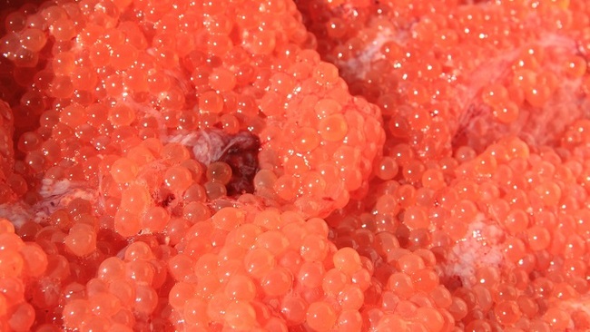 RED CAVIAR WORTH 70 MILLION RUBLES WAS UTILIZED IN KAMCHATKA - Disposal, A fish, Red caviar, Delicacy, Poachers