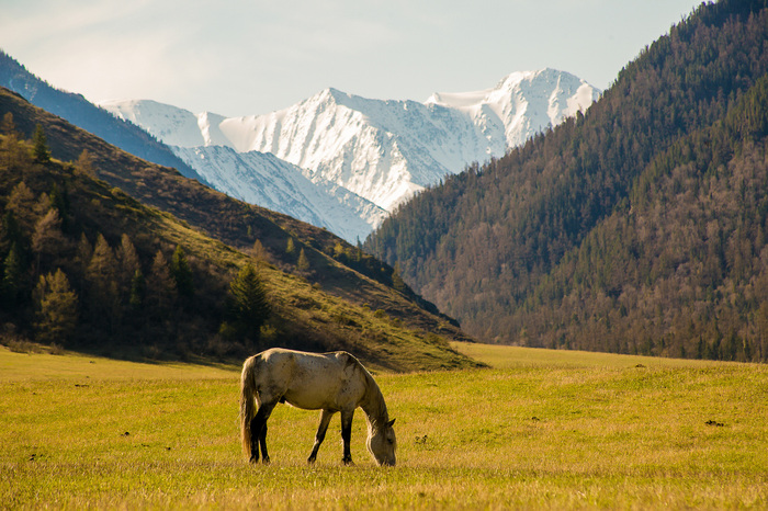 little trip ch1 - My, Longpost, Text, Mountain Altai, A selection, Altai Republic