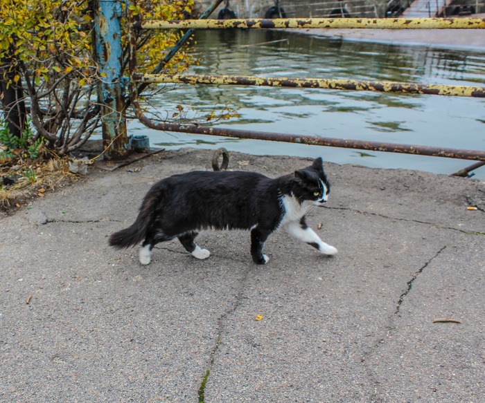 Near the rechport. - My, My, Moment, Rechport, cat, Graffiti, Locomotive, River vessel, Autumn, Longpost