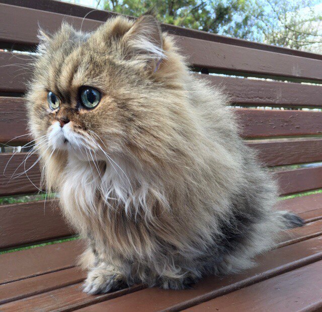 �����. ������ 17 �������.