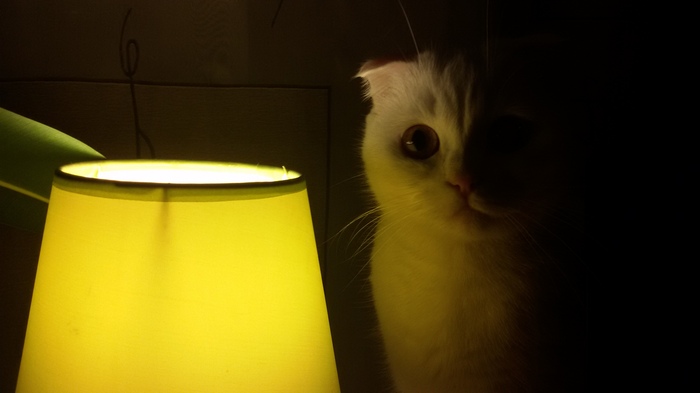 Моя котолампа