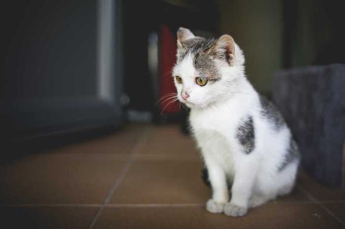 Pondered - cat, The photo