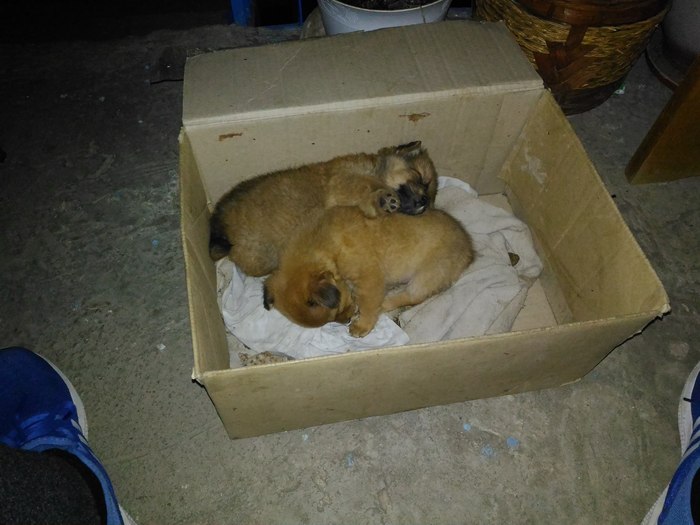 Help to attach puppies, Chisinau. - My, Help, Kishinev, Puppies, Longpost, Dog, In good hands