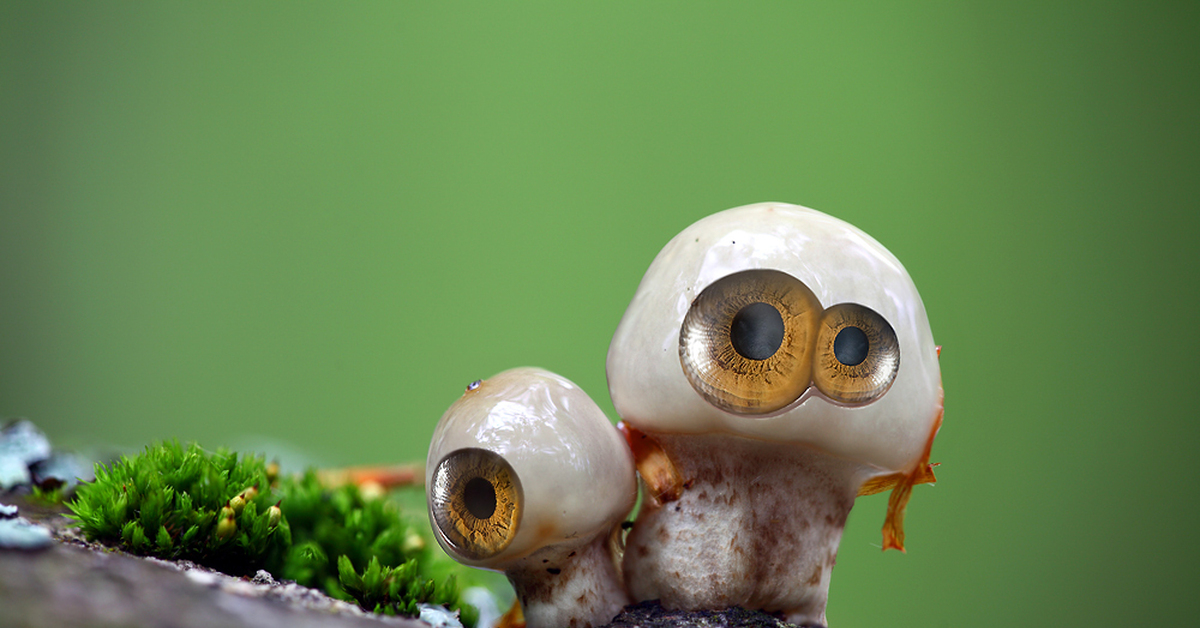 Есть грибы с глазами. Грибы с глазами. Скульптура «грибы с глазами». Грибы с глазами Рязань.