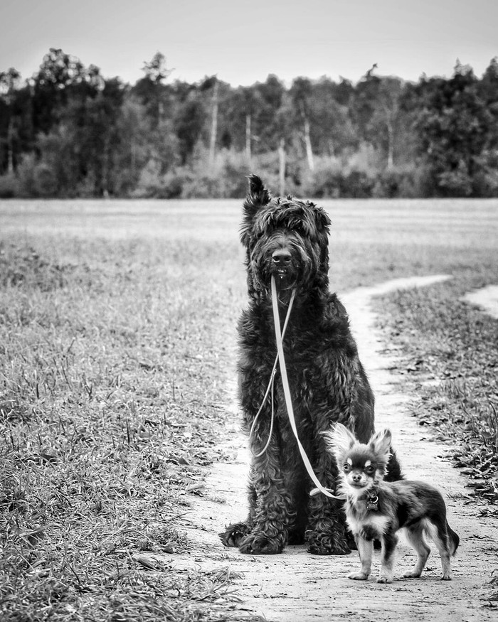 Don't be afraid, I'm holding it! - My, Animals, Dog, Big and small, Giant schnauzer, Chihuahua