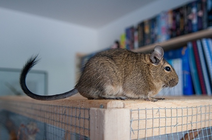 Our degus. Crowbar and Trimmer. - My, , Degu, Animals, Pets, Pet, In good hands, Longpost