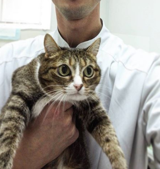 Kittens at the vet - cat, Vet, Longpost, The photo, 